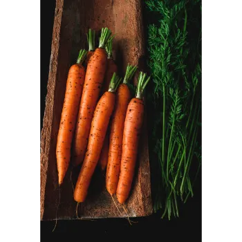 carrot-33 (1)-4173367-26096.webp